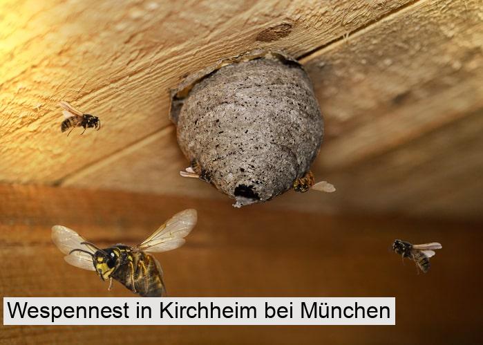 Wespennest in Kirchheim bei München